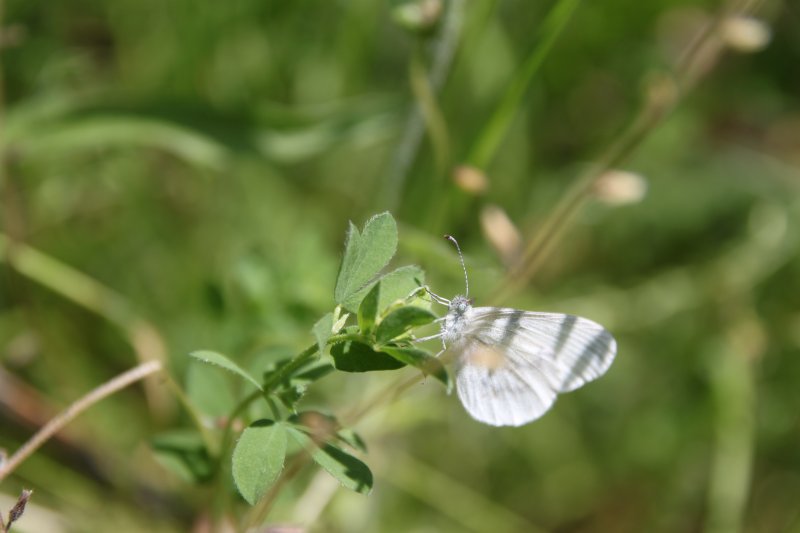 Papillon. Piéride de la moutarde. Lépidoptères de la famille des Pieridaes. Zac de l'Evangile. LISE JALOUX